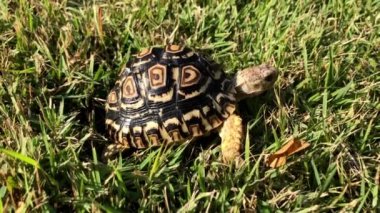 Kid kenya leopard black scale color in the garden glass.Exotic pet tortoise in the natural location.