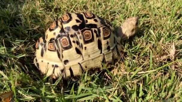 Close Leopard Tortoise Exotic Pet Garden Glass Natural Enclosure White — ストック動画
