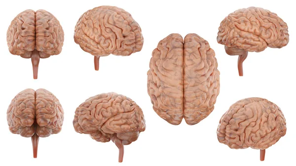 Model Rendering Realistic Brain Set All View Include Alpha Path — Stock Photo, Image