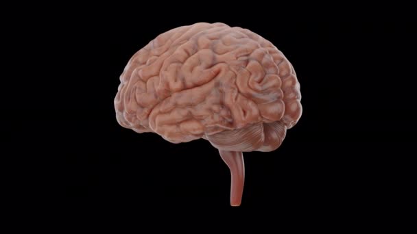 Modelo Cérebro Humano Realista Renderização Animação Turntable Loop Incluem Alfa — Vídeo de Stock