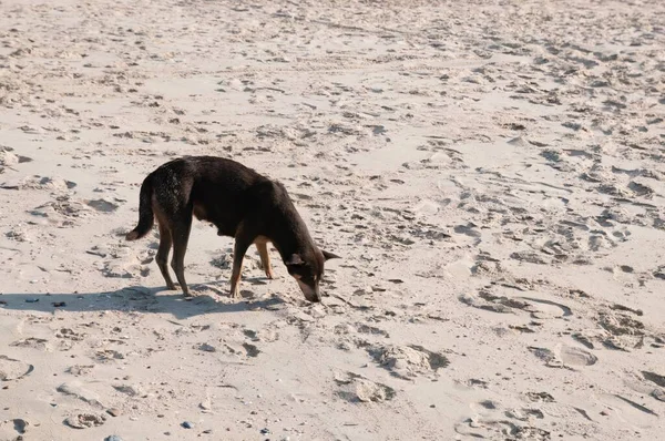 Μαύρο Ταϊλανδέζικο Σκυλί Ψάχνει Για Φαγητό Στη Λευκή Άμμο Στην — Φωτογραφία Αρχείου