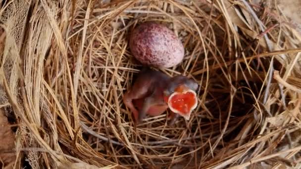 赤ちゃんの鳥は彼らの巣の餌のためにお母さんに叫ぶ — ストック動画