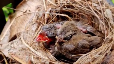 Yavru kuşlar bağırıyor ve annelerinin onları yuvada beslemesini bekliyor..
