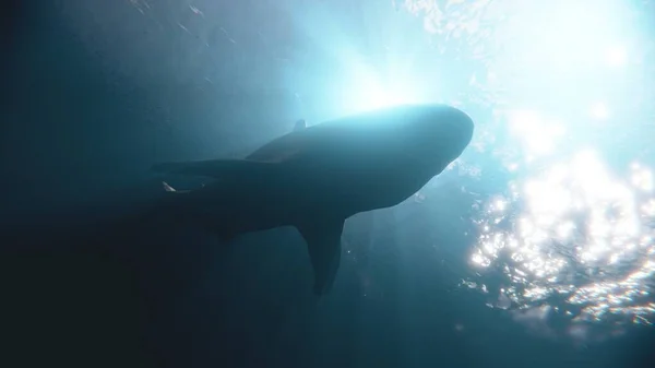 Under the ocean with shark swimming pass to camera with 3d rendering.