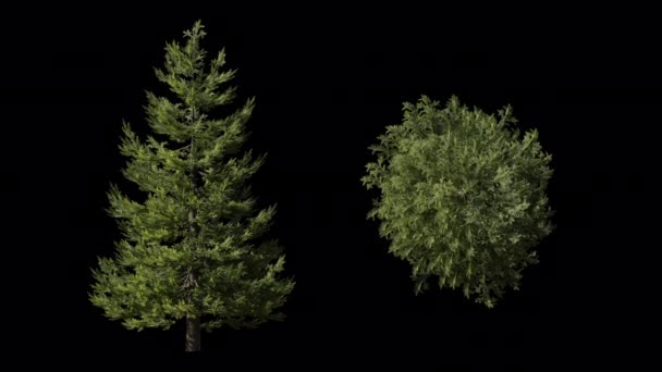 Animacja Pętla Picas Drzewa Góry Przodu Widok Obejmują Ścieżkę Alfa — Wideo stockowe