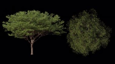 3d canlandırma döngüsü picea ağacı üst ve ön görünüm alfa yolunu içerir.