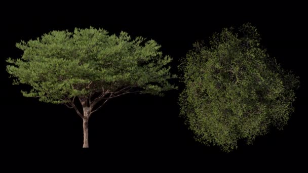 Animasi Loop Picea Tree Top Front View Include Alpha Path — Stok Video