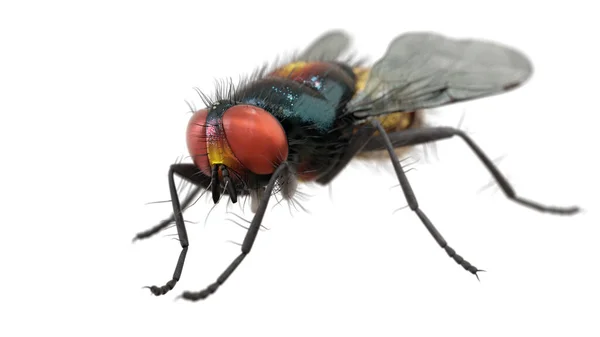 Rendering Fluga Djur Pose Makro Närbild Insekt Smutsig — Stockfoto