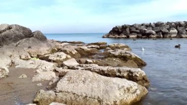 Büyük bataklıktaki ördek ve kuşların yaşamı büyük taş ön planda ve duvar taşı da arka planda..
