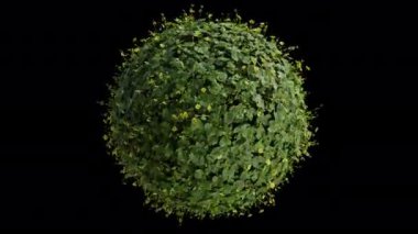 360 derece döngü etrafında dönen bir küre üzerinde 3D bitki ve çiçekler alfa matte içerir. 