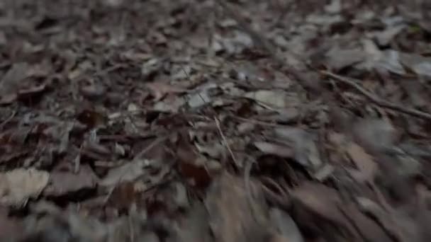 Ręczne Przesuwanie Się Aparatu Liściach Czarnej Dziury Ścianie — Wideo stockowe