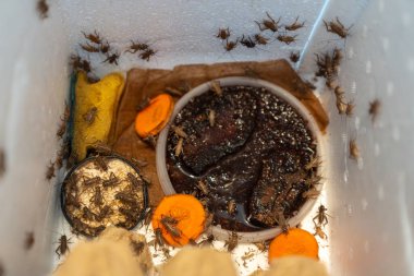 Tarım, hayvan maması veya protein üretiminde sıklıkla kullanılan bu böcekler için yaşam koşullarını, gıda kaynaklarını ve yetiştirme ortamını gösteren kriket habitatının ayrıntılı görünümü.