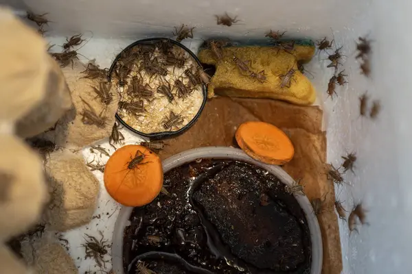 Gıda ve nem içeren canlı cırcır böcekleri, böcek çiftçiliği uygulamalarını ve beslenme araştırmalarını yansıtıyor..