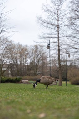 Kanadalı bir kaz bulutlu bir gökyüzü altında sakin bir parkın çimleriyle besleniyor, çıplak ağaçlarla çevrili ve bir kış günü huzurlu bir kentsel arka planda..