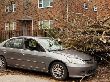 Hasarlı bir ön cam ve devrilmiş ağaç dallarının sebep olduğu bir araç, yerleşim bölgesine kurulmuş. Sahne, doğal olayların Chicago şehir ortamlarındaki mülkler üzerindeki etkisini vurguluyor..