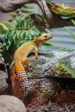 Canlı bir görüntü, ormanda bir ağacın yanında otururken fındık yiyen bir sincabı yakalıyor. Vahşi yaşamın ve doğanın güzelliğinin mükemmel tasviri..