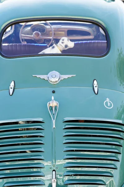 Барселона Испания Ноября 2022 Года Декоративная Собака Заднем Стекле Автомобиля — стоковое фото