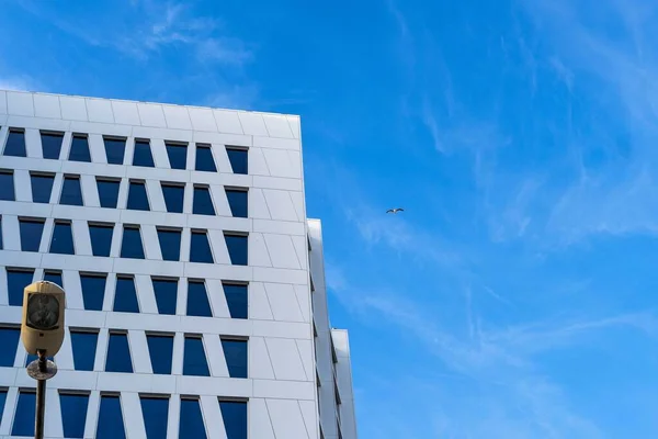 Racek Letí Vysoko Nad Moderní Městskou Krajinou Tyčících Modrých Mrakodrapů — Stock fotografie