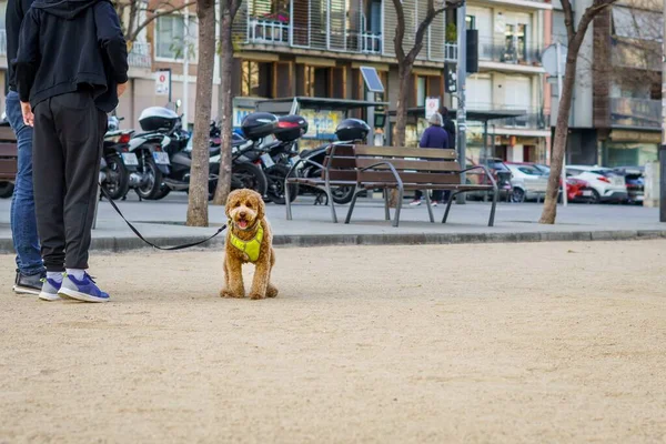 Canino Disfruta Día Soleado Parque Con Dueño — Foto de Stock