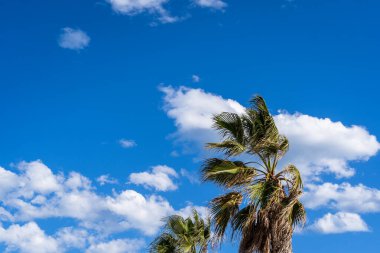 Bir palmiye ağacı bulutlu mavi bir gökyüzünde dimdik ayakta duruyor. Gökyüzü berrak ve parlak, ve sahnede tek nesne palmiye ağacı.
