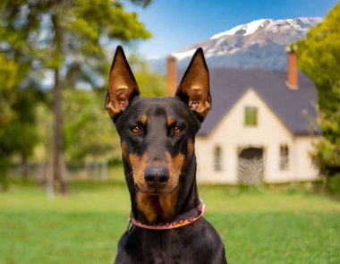 Ahşap bir evin önünde oturan uyanık bir Doberman Pinscher, sakin bir kırsal alanda sadakat ve koruma sergiliyor.