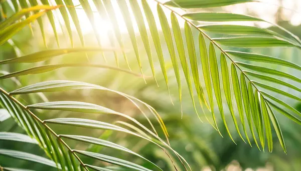 stock image Sunlit Palm Fronds. The interplay of light and shadow on the detailed texture of palm leaves