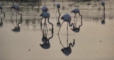 Camargue, Fransa 'da pembe flamingolar