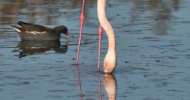 Fransa, Camargue 'de ortak kırlangıçlar ve pembe flamingolar