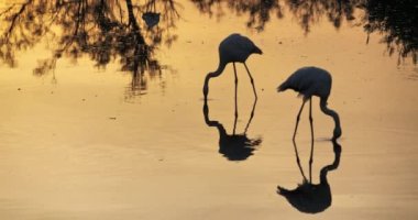 Pembe flamingolar gün batımında Camargue, Fransa 'da