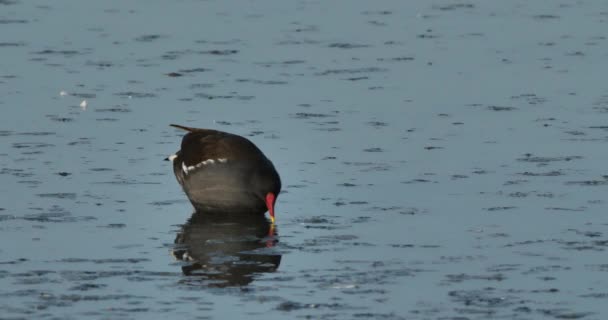 Common Moorhen Berenang Camargue Perancis — Stok Video