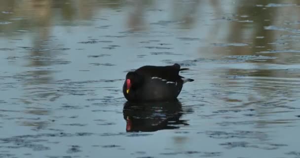 Common Moorhen Swimming Camargue France — Stock Video