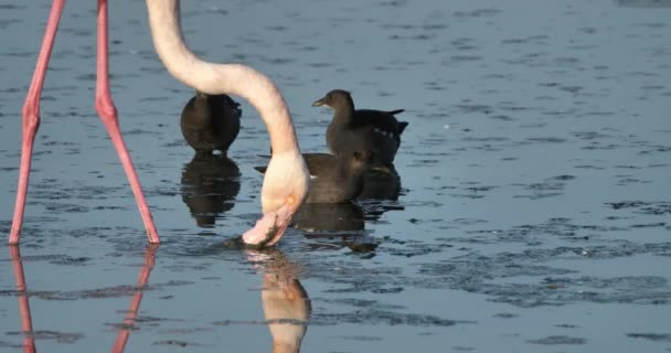 Moorhens Comuns Flamingos Cor Rosa Camargue França — Vídeo de Stock