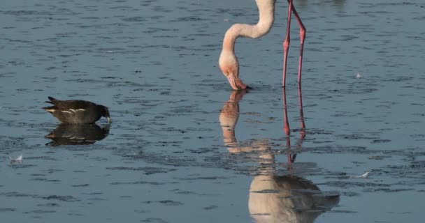 Vanliga Morhöns Och Rosa Flamingos Camargue Frankrike — Stockvideo