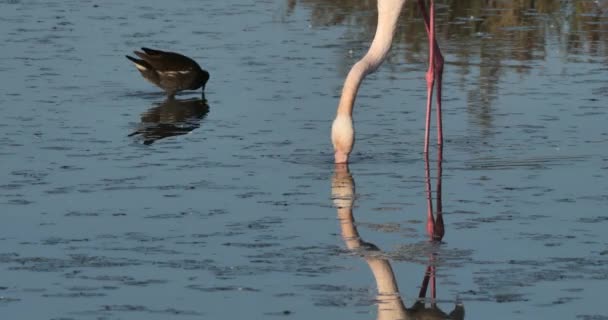 Gewöhnliche Moorhühner Und Rosa Flamingos Der Camargue Frankreich — Stockvideo