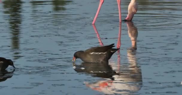 Gewöhnliche Moorhühner Und Rosa Flamingos Der Camargue Frankreich — Stockvideo