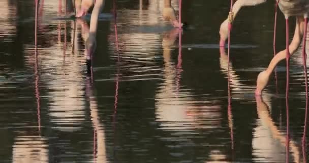 フランス カマルグのピンクのフラミンゴ — ストック動画