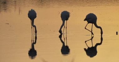 Pembe flamingolar gün batımında Camargue, Fransa 'da
