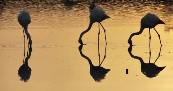 Rosafarbene Flamingos Bei Sonnenuntergang Der Camargue Frankreich — Stockvideo