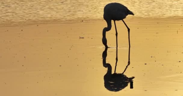 法国坎普里黄昏时分的粉红火烈鸟 — 图库视频影像