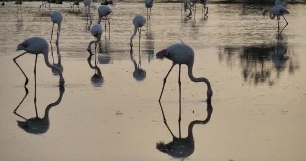 Rosafarbene Flamingos Bei Sonnenuntergang Der Camargue Frankreich — Stockvideo