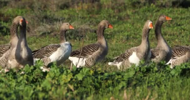 Flock Domestic Geese French Countryside — Stock Video