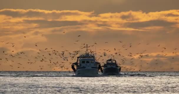 Barcos Pesca Que Regresan Puerto Atardecer Francia — Vídeo de stock
