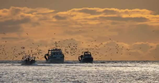 Barcos Pesca Que Regresan Puerto Atardecer Francia — Vídeos de Stock