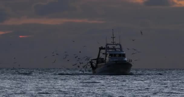 Fishing Boats Coming Back Harbour Sunset France — стокове відео