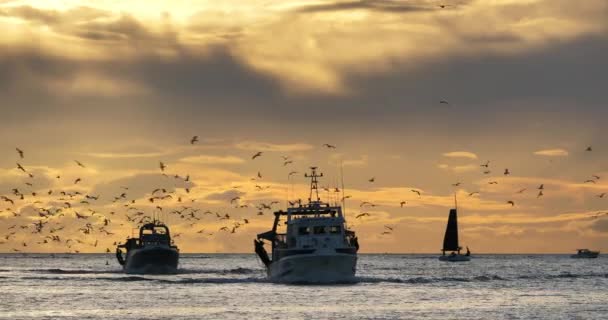 Barche Pesca Che Ritornano Porto Tramonto Francia — Video Stock