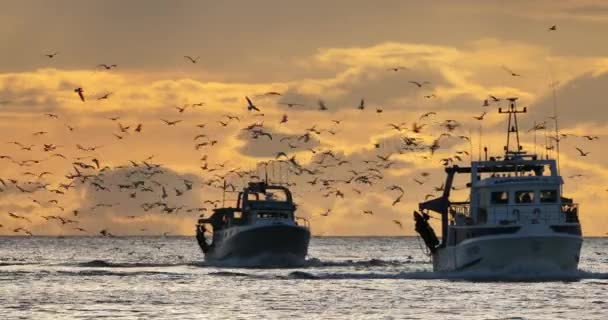 法国日落时返回港口的渔船 — 图库视频影像