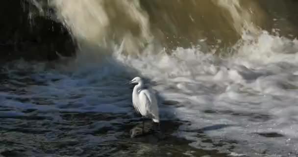 Fransa Vahşi Nehir Küçük Balıkçıl — Stok video