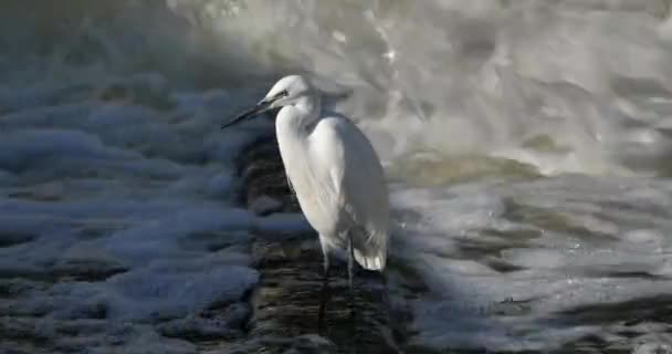 Wild River Little Egret France — Stock Video