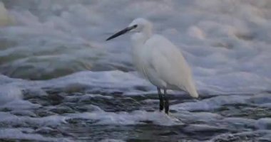 Fransa 'da vahşi nehir ve küçük balıkçıl