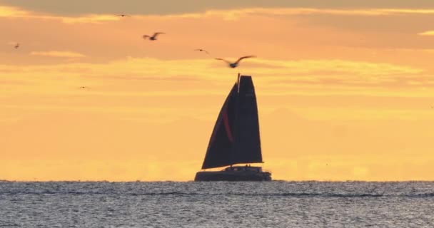 Seilende Yacht Mot Solnedgang – stockvideo
